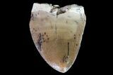 Phytosaur (Machaeroprosopus) Tooth - Arizona #66409-1